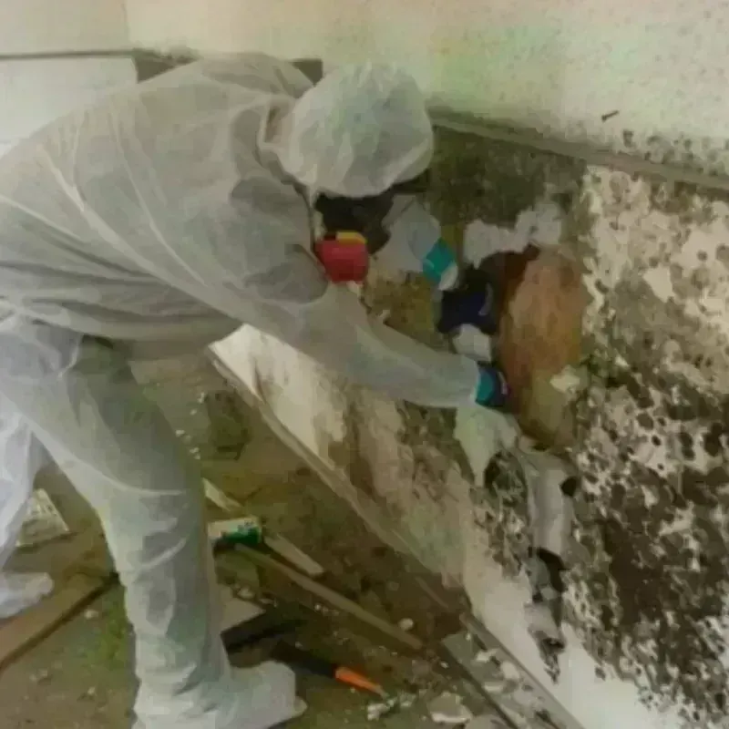 Mold Remediation and Removal in Clute, TX